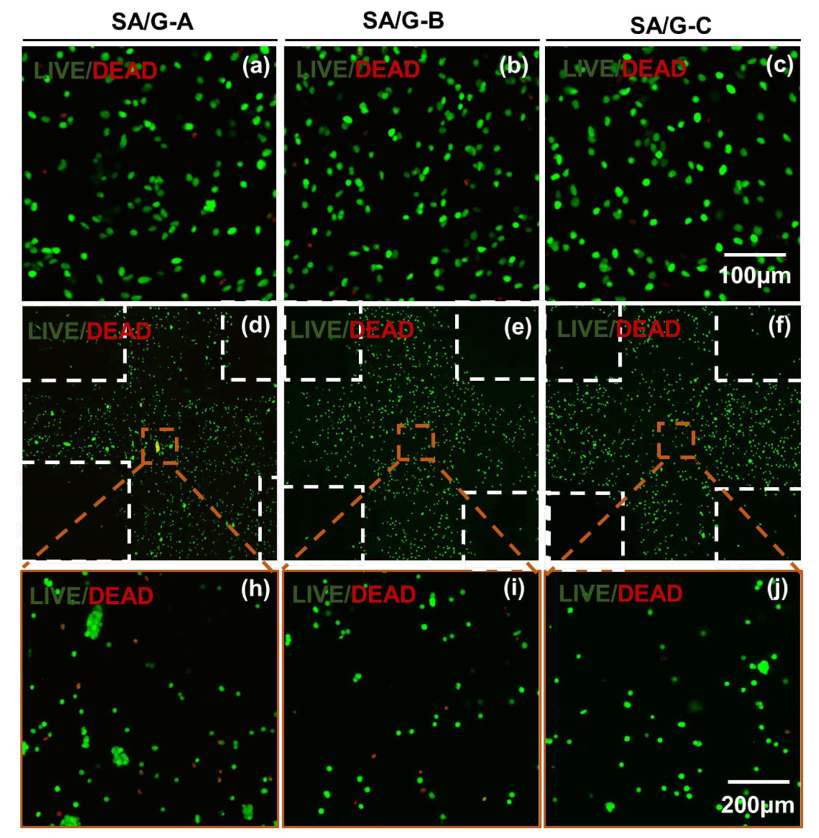 研究细胞存活的影响 研究细胞存活的影响