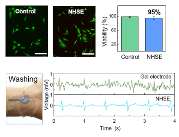 超稳定电极的生物相容性探究及其在全天候心电监测方面的应用 超稳定电极的生物相容性探究及其在全天候心电监测方面的应用