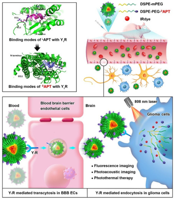 D型神经肽Y1配体纳米探针跨越血脑屏障靶向增强脑胶质瘤光学成像与治疗