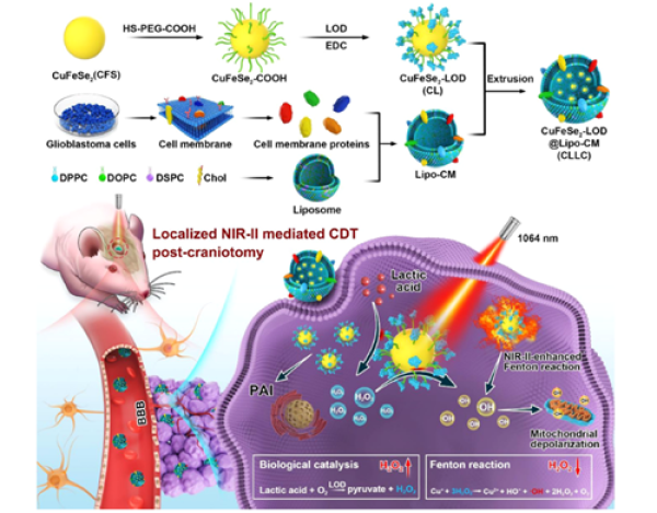 近红外二区激光介导仿生纳米催化反应器用于脑胶质瘤化学动力学治疗