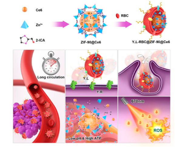 神经肽Y1配体修饰红细胞膜仿生纳米探针实现乳腺癌靶向光动力治疗