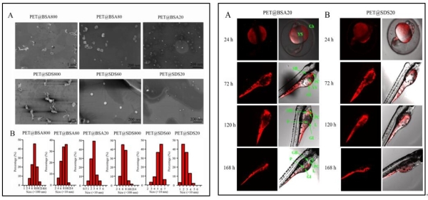 图2.PET纳米塑料的扫描电镜和粒径分布，以及在斑马鱼卵和幼鱼体内的分布