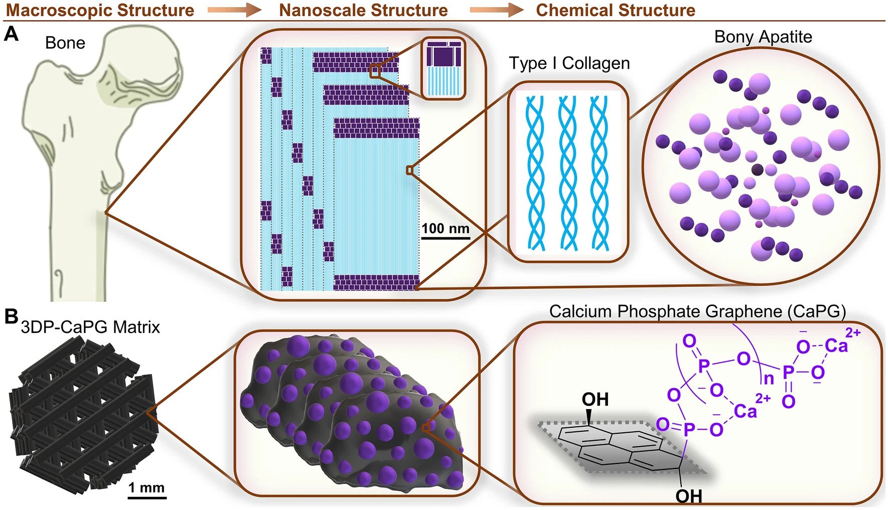 仿生3D打印的CaPG矩阵设计 仿生3D打印的CaPG矩阵设计