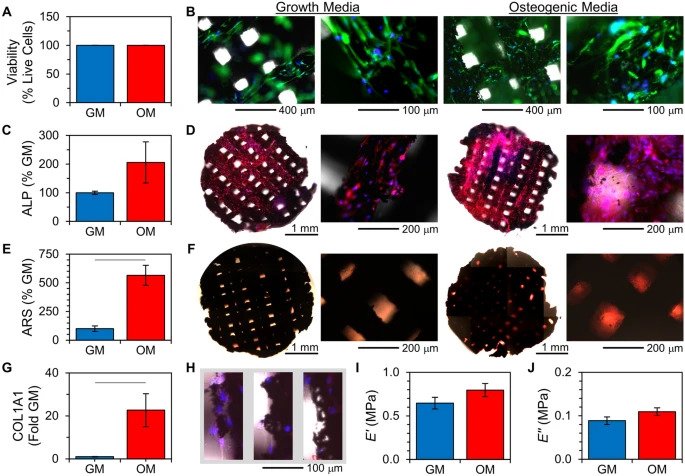 3DP-CaPG基质上hMSCs的相容性和成骨分化 3DP-CaPG基质上hMSCs的相容性和成骨分化