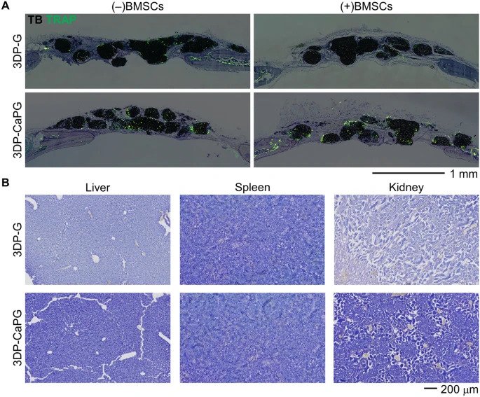 3DP-CaPG基质的生物降解和生物分布 3DP-CaPG基质的生物降解和生物分布