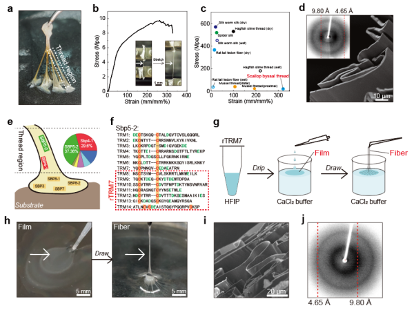 扇贝足丝机械性能与结构以及重组蛋白纤维制备