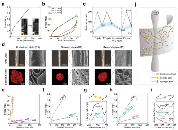 重组蛋白纤维rTRM7机械性能及其调控机制