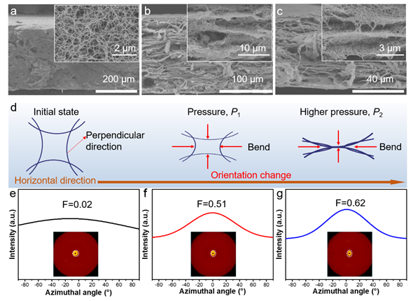 应力诱导ANF/CNT气凝胶薄膜的结构重构过程