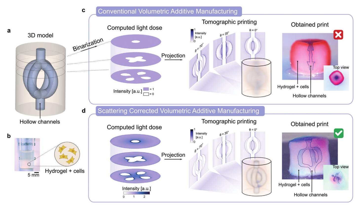 散射校正断层扫描体积增材制造 (VAM) 允许在散射材料(例如载细胞的水凝胶)中打印具有空心通道的复杂几何形状 散射校正断层扫描体积增材制造 (VAM) 允许在散射材料(例如载细胞的水凝胶)中打印具有空心通道的复杂几何形状