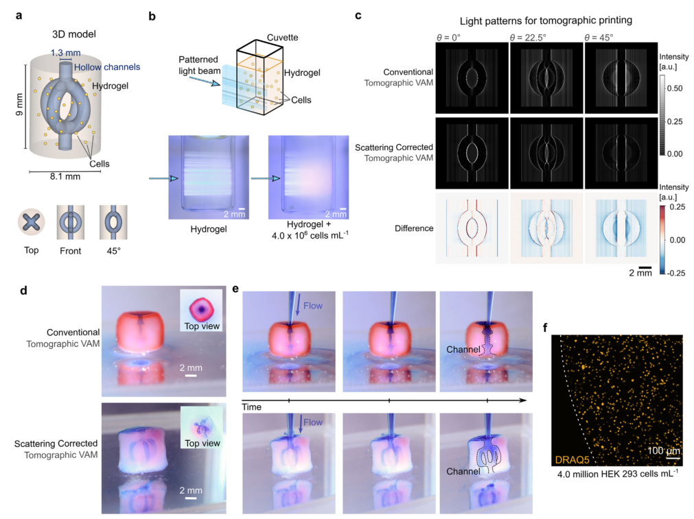 在载有细胞的水凝胶中生物制造功能性血管模型 在载有细胞的水凝胶中生物制造功能性血管模型