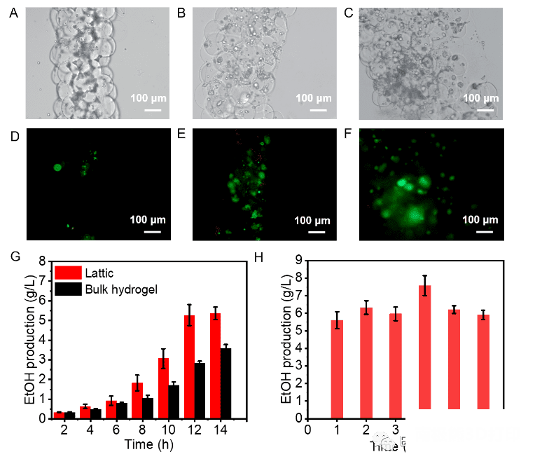 颗粒凝胶支架的生物催化测定