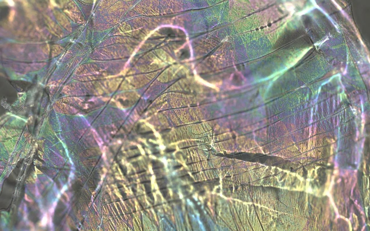 新西兰的Humble Bee Bio公司正在利用蜜蜂制造生物塑料 新西兰的Humble Bee Bio公司正在利用蜜蜂制造生物塑料