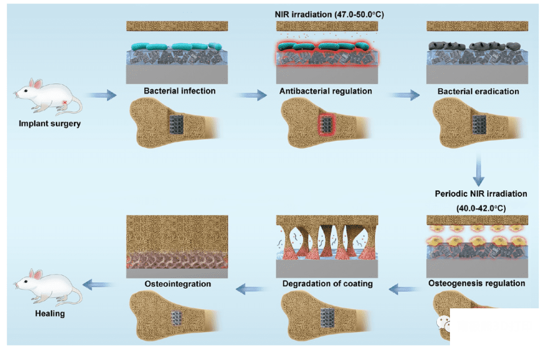 ZnL 2 -BPs@HAP抗菌及促进成骨示意图 ZnL 2 -BPs@HAP抗菌及促进成骨示意图