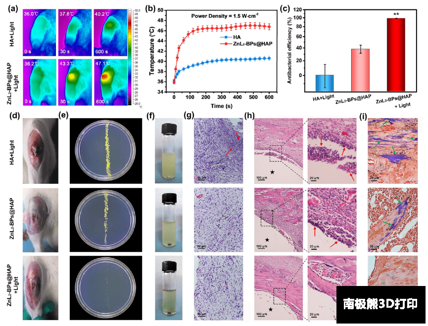 ZnL 2 -BPs@HAP植入后2周内的体内抗菌能力 ZnL 2 -BPs@HAP植入后2周内的体内抗菌能力