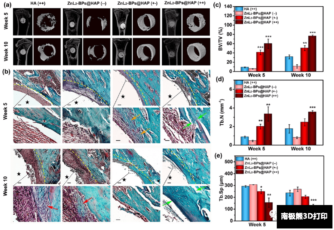 植入5周和10周后的体内骨再生评价 植入5周和10周后的体内骨再生评价