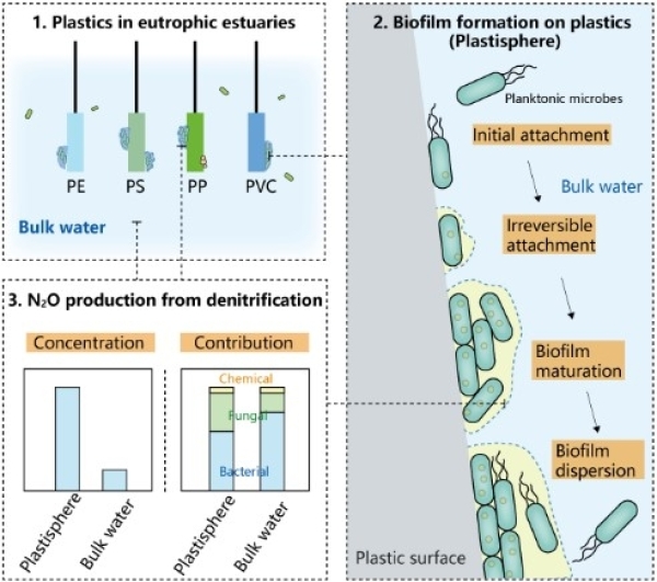 塑料表面生物形成过程及N2O释放 塑料表面生物形成过程及N2O释放