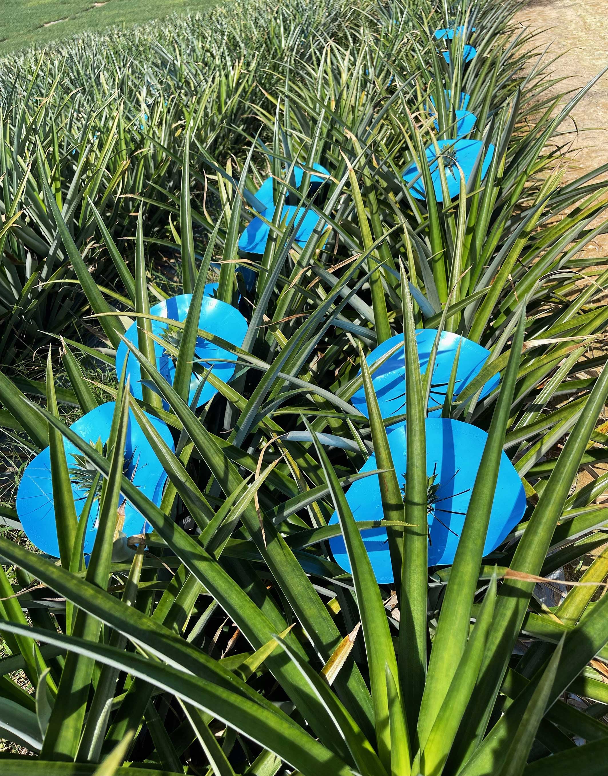 巴斯夫添加剂解决方案 IrgaCycleTM 加强再生塑料的稳定性 巴斯夫添加剂解决方案 IrgaCycleTM 加强再生塑料的稳定性