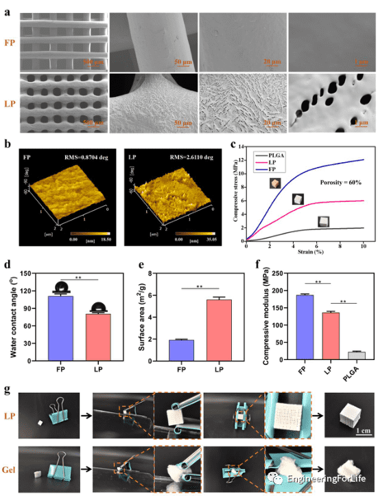 LP和FP支架的结构和性能比较 LP和FP支架的结构和性能比较