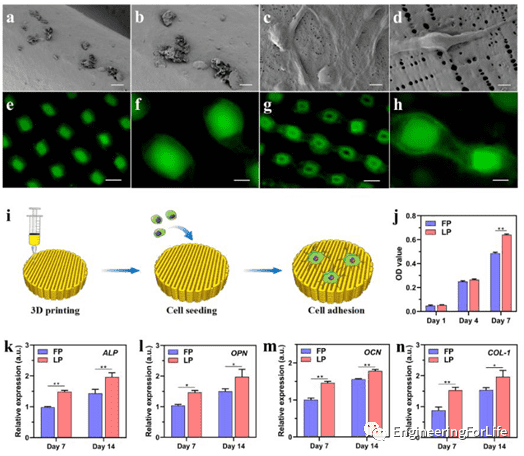 纳米多孔表面的LP支架可促进细胞粘附 纳米多孔表面的LP支架可促进细胞粘附