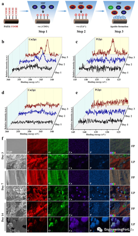 使用MiH表皮电极用于脑电记录 使用MiH表皮电极用于脑电记录