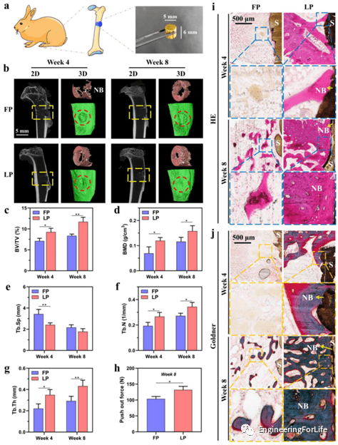 体内骨再生分析 体内骨再生分析