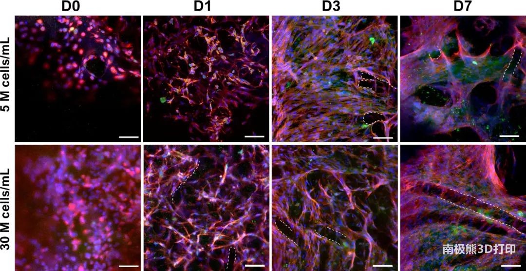 基于液滴生物打印制造细胞-水凝胶-微纤维复合组织前体