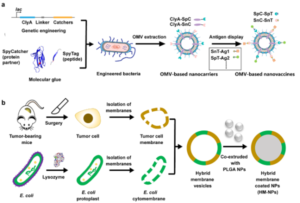 两种基于细菌膜材料的纳米肿瘤疫苗制备的技术路线示意图