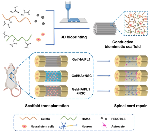 生物3D打印导电脊髓仿生支架促进脊髓损伤修复的示意图