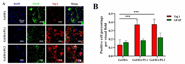 导电水凝胶支架促进NSC向神经元分化