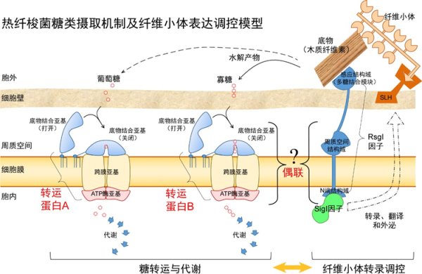 青岛能源所揭示生物质降解菌热纤梭菌的糖摄取机制 青岛能源所揭示生物质降解菌热纤梭菌的糖摄取机制