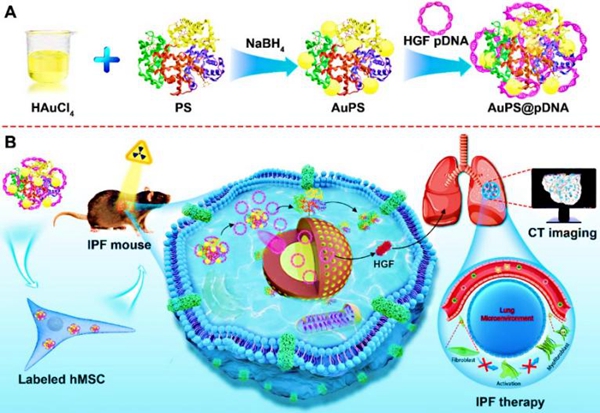 苏州纳米所在功能化金纳米粒子用于间充质干细胞治疗肺纤维化研究方面获进展