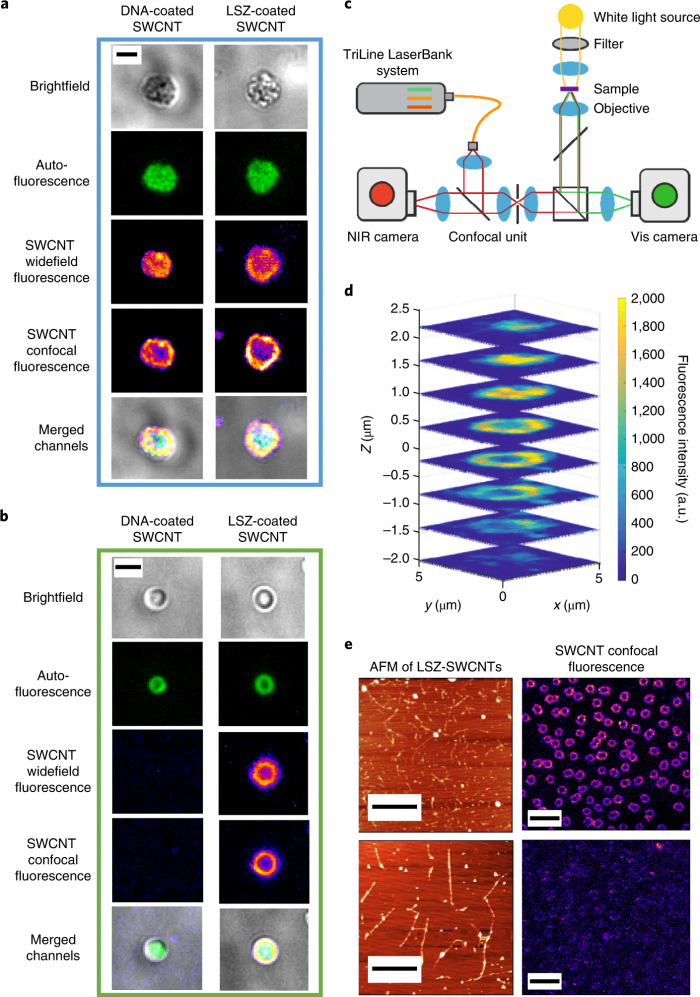 碳纳米管提高了“纳米仿生”细菌太阳能电池的效率 碳纳米管提高了“纳米仿生”细菌太阳能电池的效率