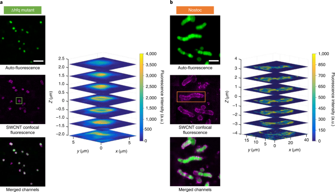 碳纳米管提高了“纳米仿生”细菌太阳能电池的效率 碳纳米管提高了“纳米仿生”细菌太阳能电池的效率