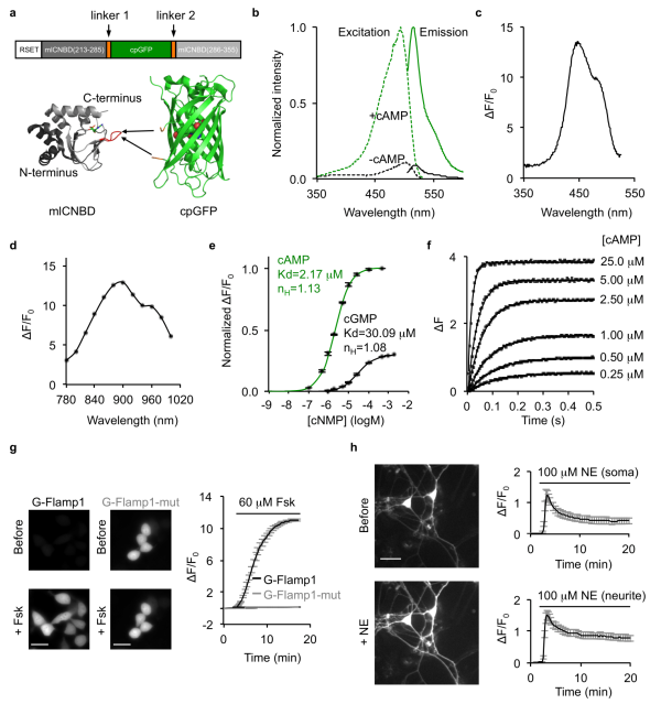 G-Flamp1探针在体外和培养细胞内的表征 G-Flamp1探针在体外和培养细胞内的表征