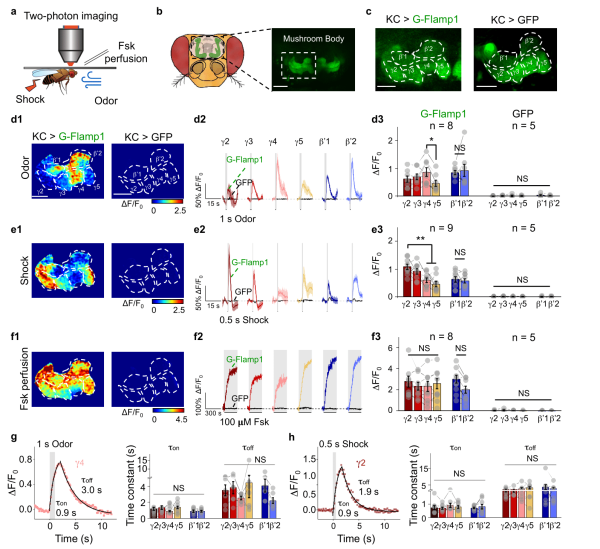 不同刺激下果蝇Kenyon细胞中cAMP信号的变化 不同刺激下果蝇Kenyon细胞中cAMP信号的变化
