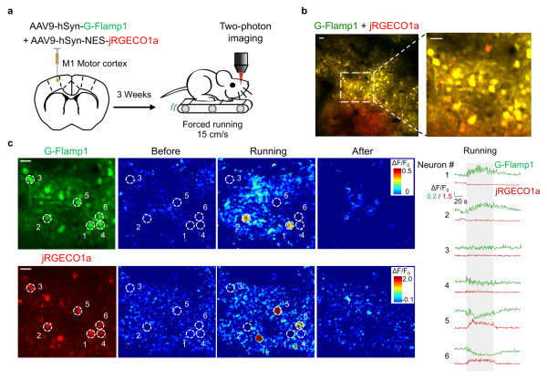 运动过程中小鼠皮质神经元内cAMP信号的变化 运动过程中小鼠皮质神经元内cAMP信号的变化