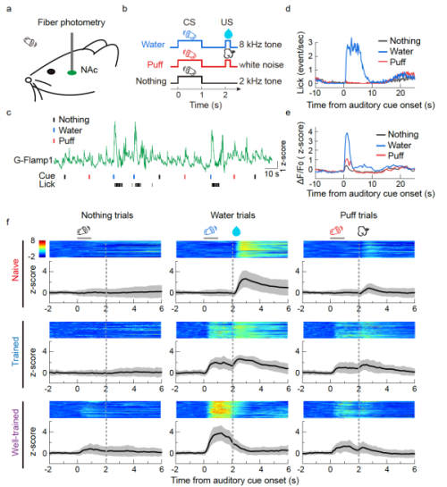 巴甫洛夫条件反射任务中小鼠NAc脑区cAMP信号的变化 巴甫洛夫条件反射任务中小鼠NAc脑区cAMP信号的变化