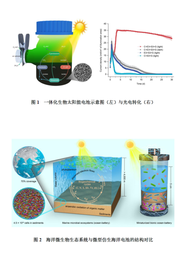 科学家创建出仿生海洋电池 科学家创建出仿生海洋电池