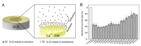 基于6-氯吲哚缓释的防污损聚合物膜电位型传感器的结构（A）和长期防污损效果（B）