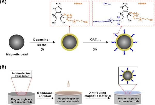 磁性双功能纳米材料的合成（A）及可更新式防污损传感器的构建（B）示意图