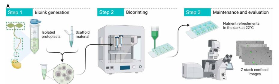 3D打印植物细胞助力研究细胞功能