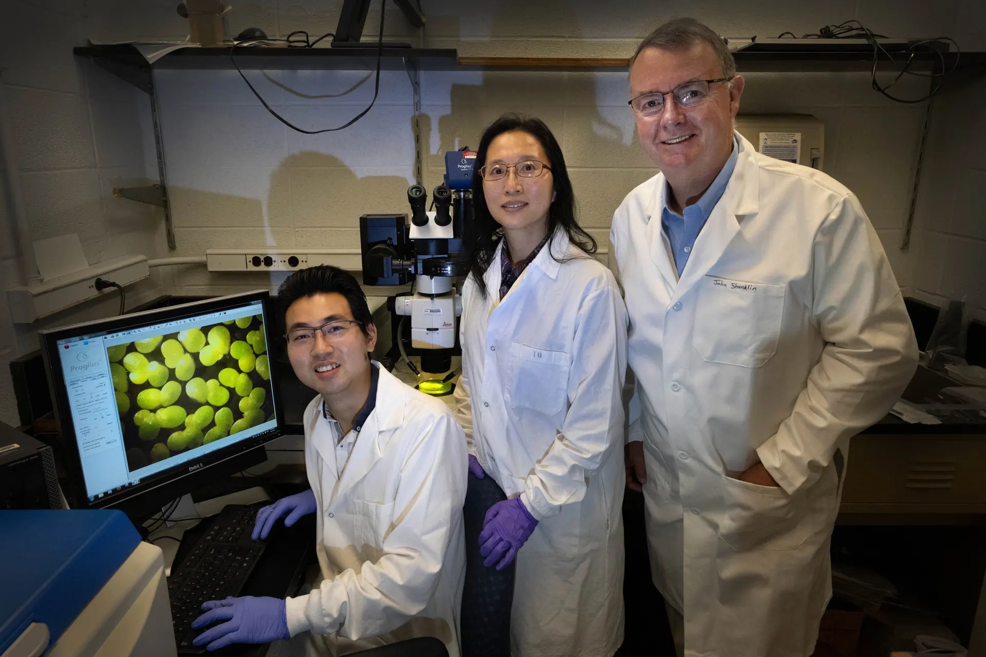 经过基因改造的浮萍可能是一种更可持续的生物燃料来源 经过基因改造的浮萍可能是一种更可持续的生物燃料来源