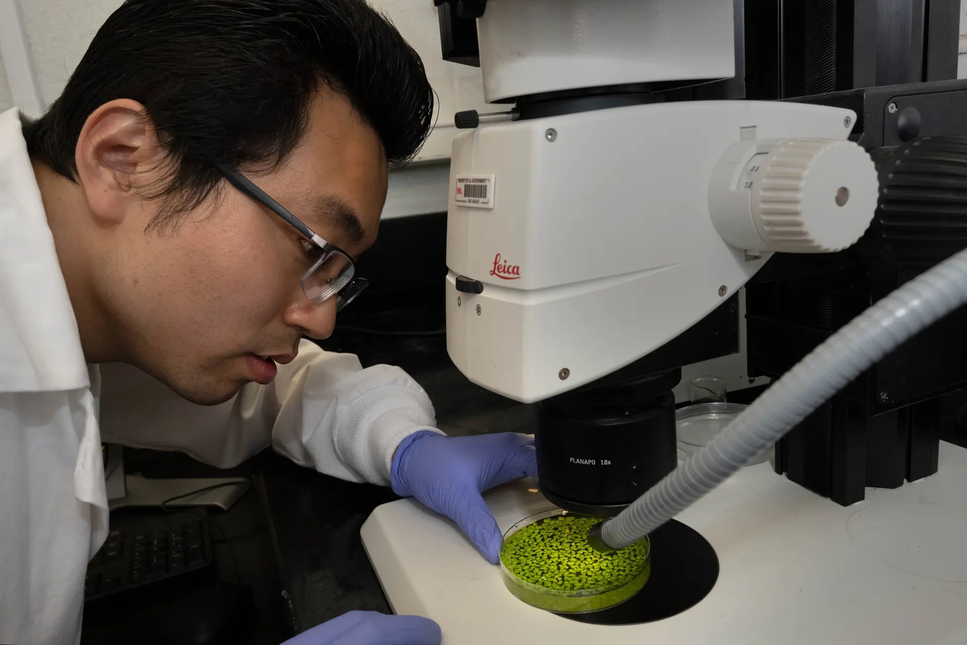 经过基因改造的浮萍可能是一种更可持续的生物燃料来源 经过基因改造的浮萍可能是一种更可持续的生物燃料来源