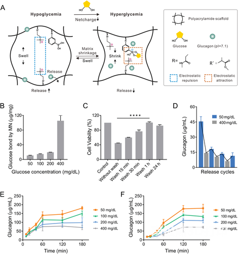 葡萄糖响应型胰高血糖素递送系统的机制和体外性能表征 葡萄糖响应型胰高血糖素递送系统的机制和体外性能表征