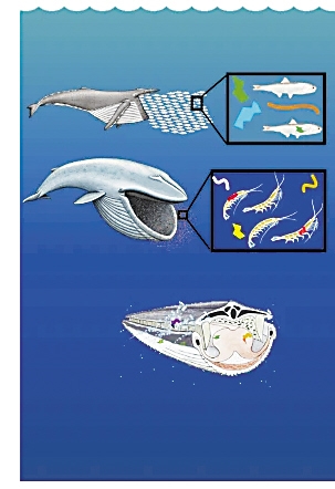鲸鱼每天摄入多达千万件微塑料 鲸鱼每天摄入多达千万件微塑料