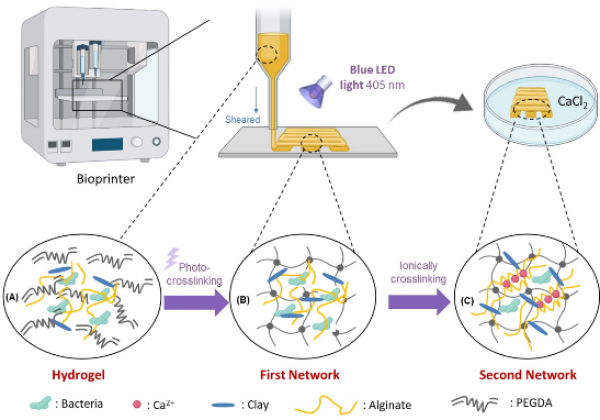 光固化3D打印微生物活性结构功能体及其在污水处理中的应用 光固化3D打印微生物活性结构功能体及其在污水处理中的应用
