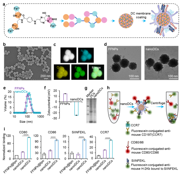 国家纳米中心肿瘤纳米疫苗构建研究获进展