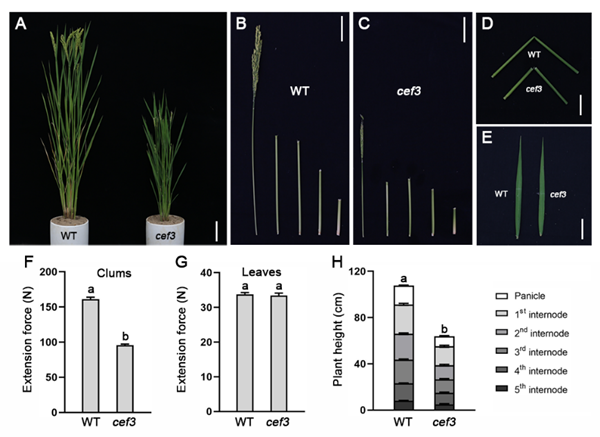 cef3突变体的表型分析 cef3突变体的表型分析
