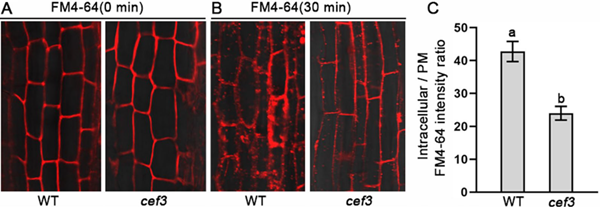 CEF3基因作用机制解析 CEF3基因作用机制解析