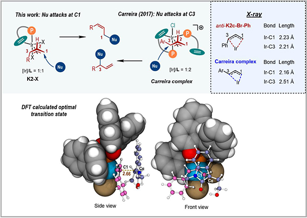 铱催化Z式保留不对称烯丙基取代反应的区域/对映选择性模型